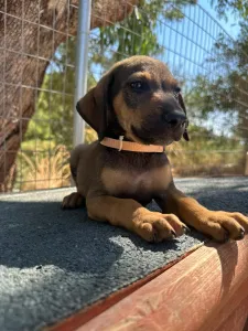 Adopt Louki