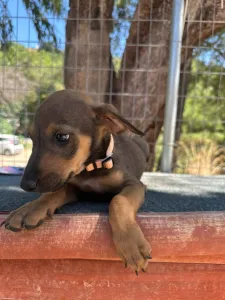 Adopt Louki