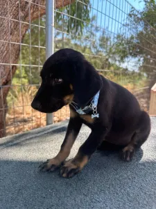 Adopt Ekler