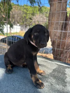 Adopt Iker