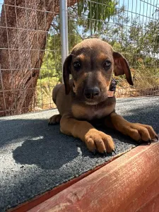 Adopt Louki