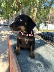 Adopt Margi