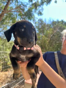Adopt Margi