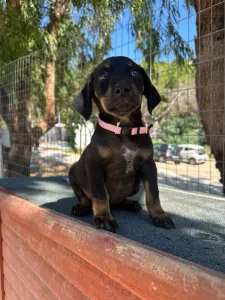Adopt Margi