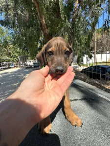Adopt Edi