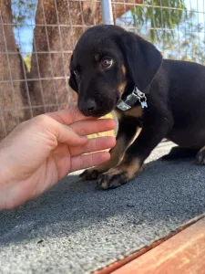 Adopt Ekler