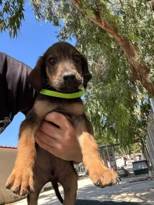 Adopt Edi