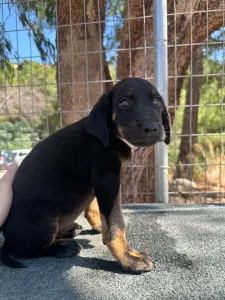Adopt Iker