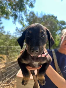 Adopt Margi