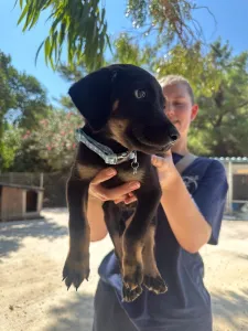 Adopt Ekler