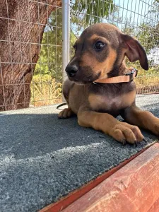 Adopt Louki