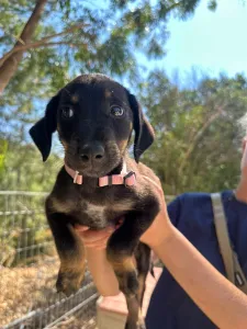 Adopt Margi