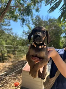 Adoption profile for Louki