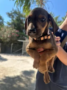 Adopt Louki