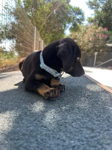 Adopt Ekler