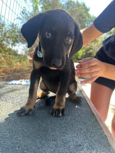 Adopt Ekler