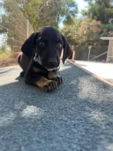 Adopt Ekler