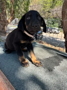 Adopt Iker
