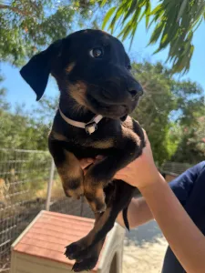 Adopt Iker