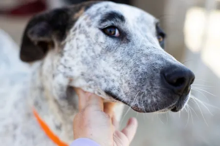 Adoption profile for Fido