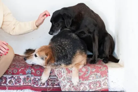 Adopt Tim