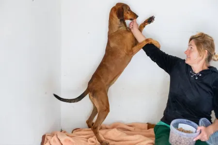 Hund Azeh adoptieren
