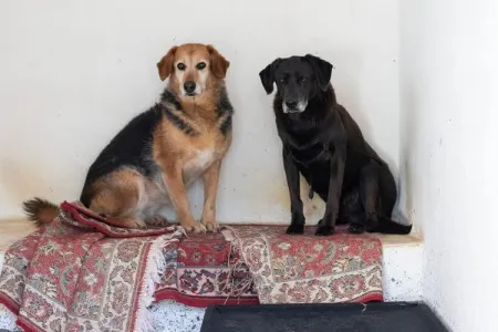 Hund Blum adoptieren