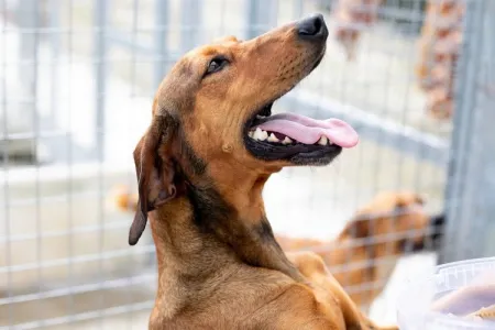 Hund Azeh adoptieren