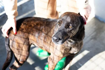 Adopt Tina