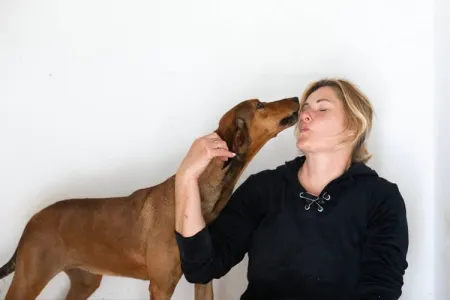 Hund Azeh adoptieren