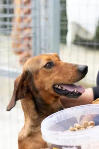 Adoption profile for Azeh