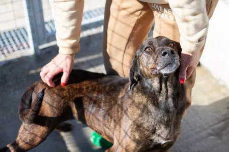Adopt Tina