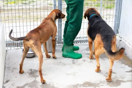Hund Azeh adoptieren