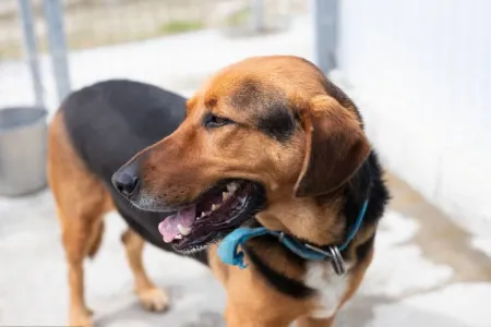 Adopt Bruno