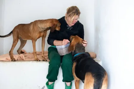 Hund Azeh adoptieren