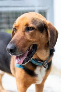 Adoption profile for Bruno