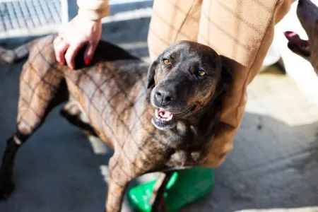Adopt Tina