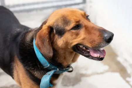 Adopt Bruno