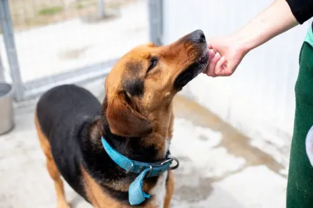 Adopt Bruno