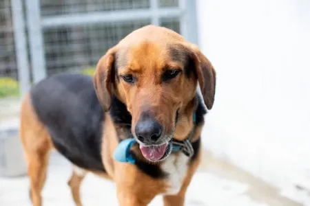 Adopt Bruno