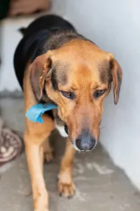 Adopt Bruno
