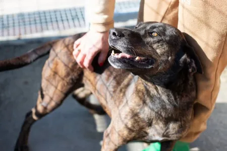 Adopt Tina