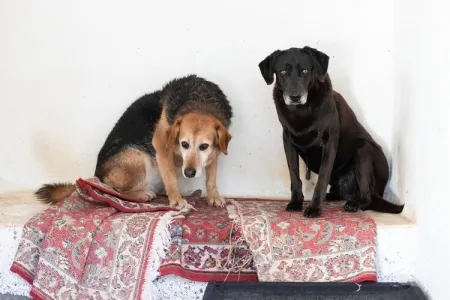 Hund Blum adoptieren