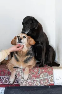 Hund Blum adoptieren