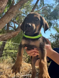 Adopt Edi