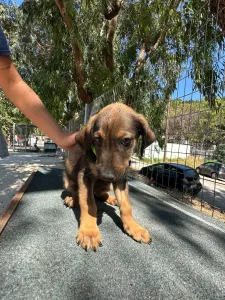 Adopt Edi