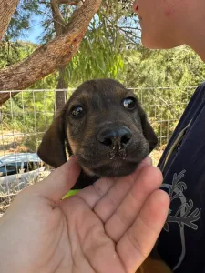 Adopt Edi