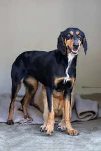 Adoption profile for Pepa