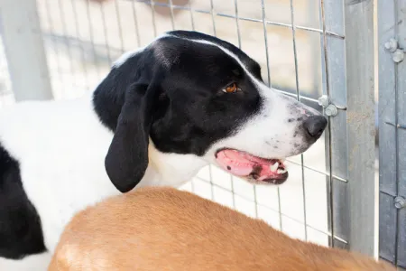 Adopt Gina