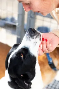 Adopt Gina
